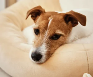 Orthopedic Dog Bed