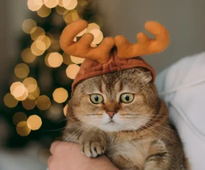 Polyester Pet Christmas Costume