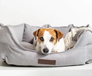 product-thumb-8_optimized Bolster Dog Bed